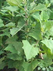 Smallanthus sonchifolius