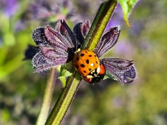 Harmonia axyridis