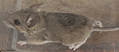 Peromyscus boylii rowleyi