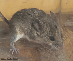 Peromyscus boylii rowleyi