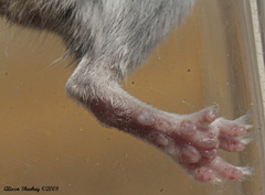 Peromyscus boylii rowleyi