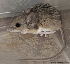 Peromyscus boylii rowleyi