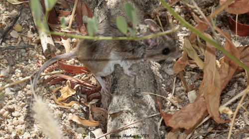 Subspecies Peromyscus Maniculatus Sonoriensis INaturalist