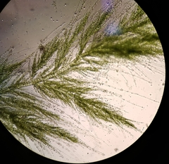 Draparnaldioides