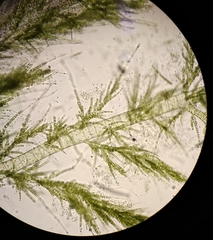 Draparnaldioides