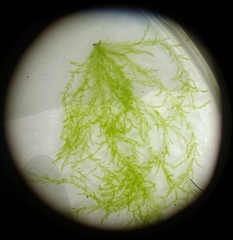 Draparnaldioides
