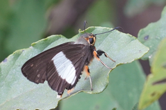 Coeliades forestan forestan