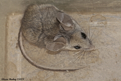 Peromyscus truei