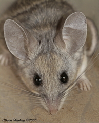Peromyscus truei