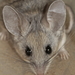 Pinyon Mouse - Photo (c) Nature Ali, some rights reserved (CC BY-NC-ND), uploaded by Nature Ali