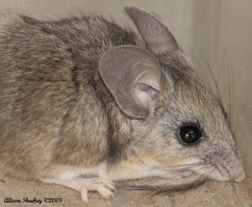 Pinyon Deermouse