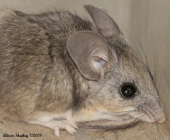 Peromyscus truei