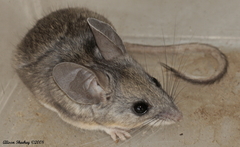 Peromyscus truei