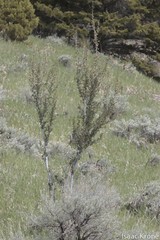 Cercocarpus ledifolius