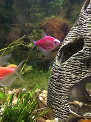 Gymnocorymbus ternetzi