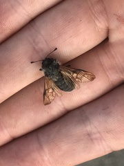 Trichiosoma triangulum