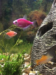 Gymnocorymbus ternetzi