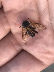 Trichiosoma triangulum