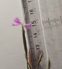 Dianthus laricifolius