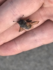 Trichiosoma triangulum