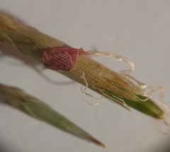 Dianthus laricifolius