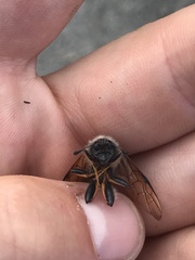 Trichiosoma triangulum