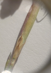 Dianthus laricifolius