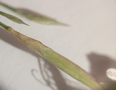 Dianthus laricifolius