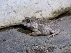 Sclerophrys regularis