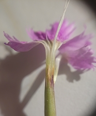 Dianthus laricifolius