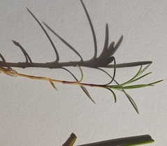 Dianthus laricifolius