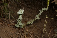 Streptanthus barbatus