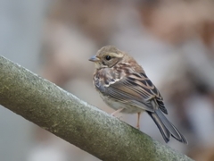 Emberiza elegans