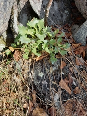 Micranthes punctata