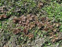 Argentina anserinoides