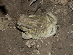 Sclerophrys regularis