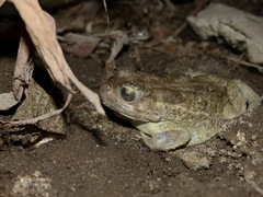 Sclerophrys regularis