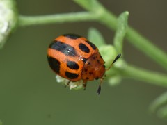 Plagiodera semivittata