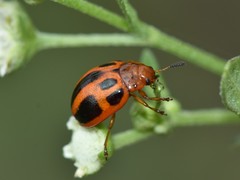 Plagiodera semivittata