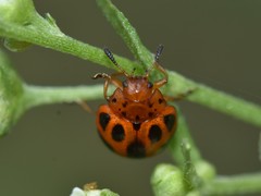 Plagiodera semivittata