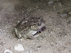 Sclerophrys regularis