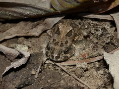 Sclerophrys regularis