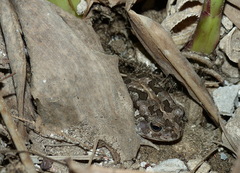 Sclerophrys regularis