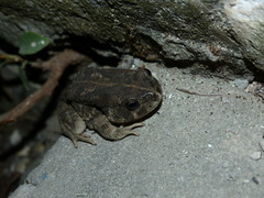 Sclerophrys regularis