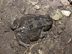 Sclerophrys regularis