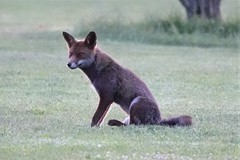 Vulpes vulpes