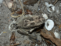 Sclerophrys regularis
