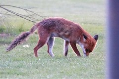 Vulpes vulpes