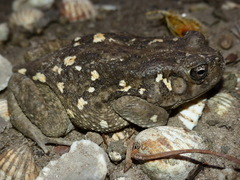 Sclerophrys regularis