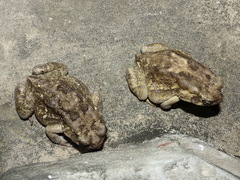 Sclerophrys regularis